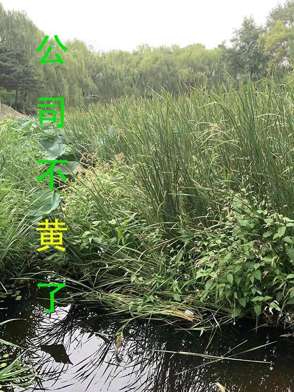 公司不再经营如何赔偿员工